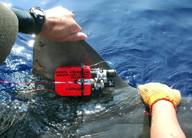 Accelerometer on tiger shark fin